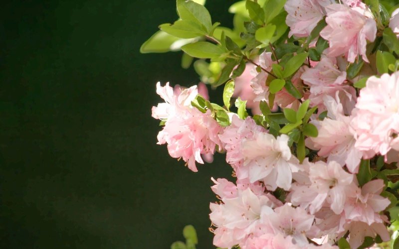 Мирабелла Пинк цветы