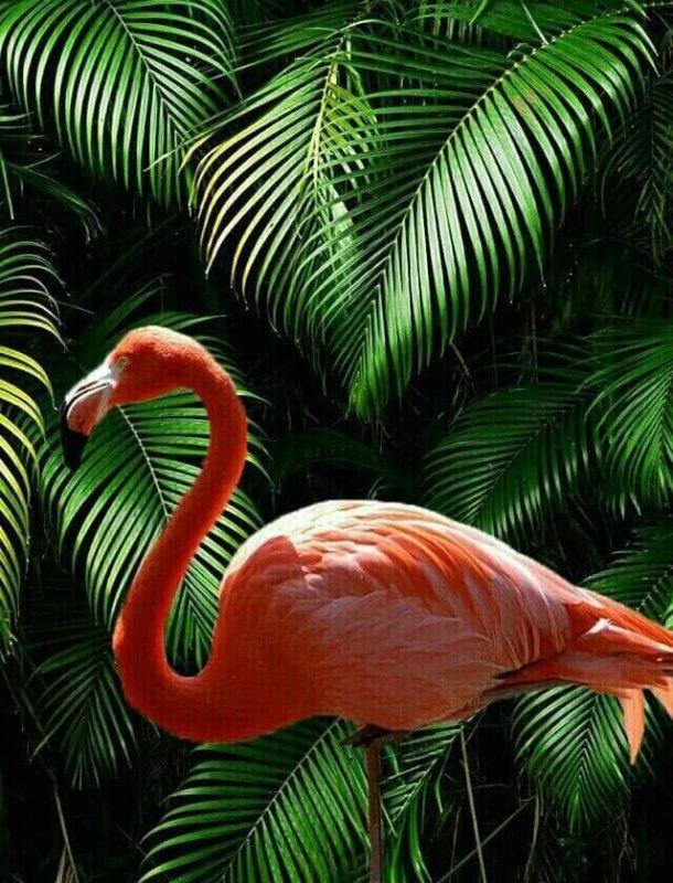 Тропические звери