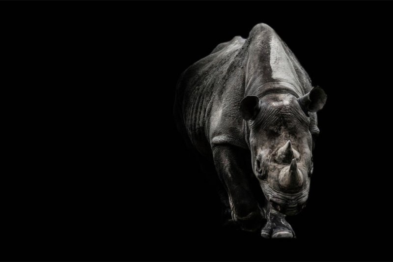 Носорог на черном фоне