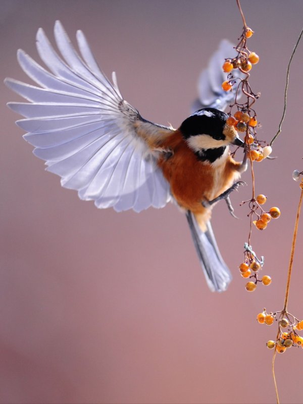 Красивые птички