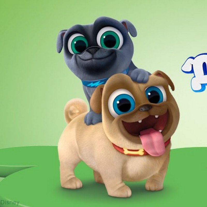 Дружные мопсы Ролли