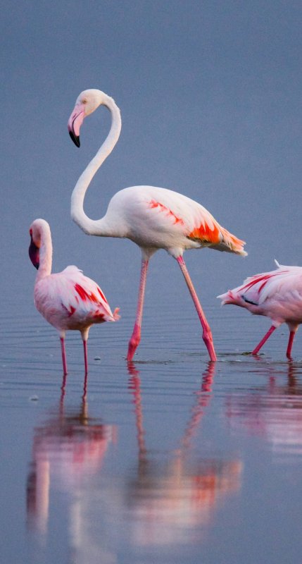 Фламинго на телефон