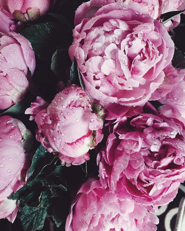 Пионовидная роза Peony Pink