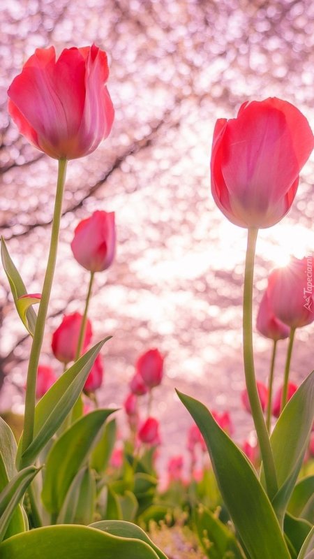 Розовые тюльпаны