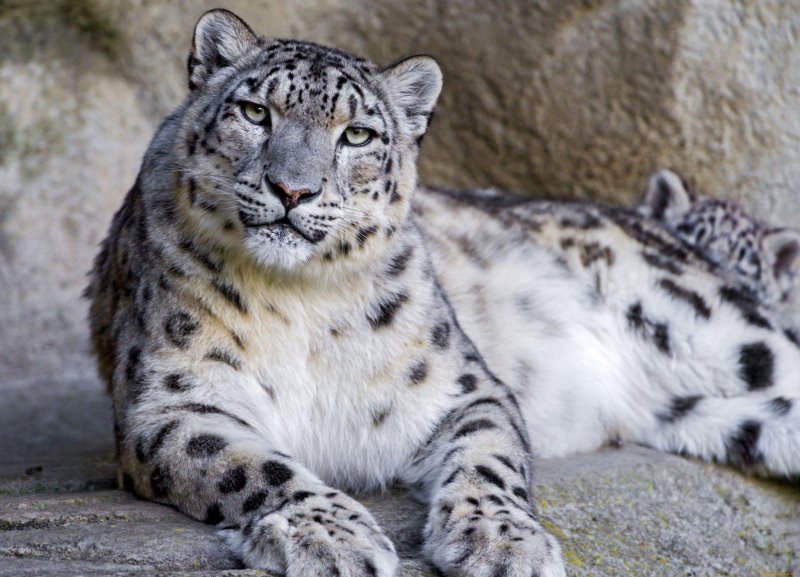 - Снежный Барс (Panthera uncia