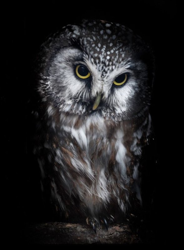 Сова на черном фоне