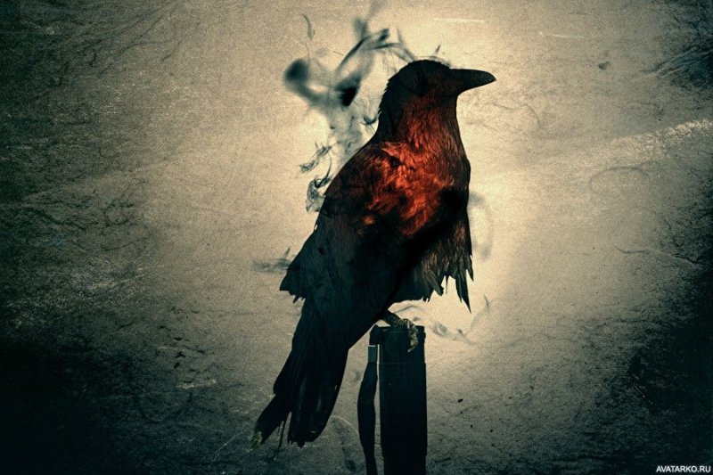 Мрачные птицы