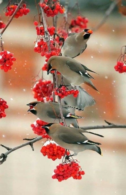 Красивые птицы