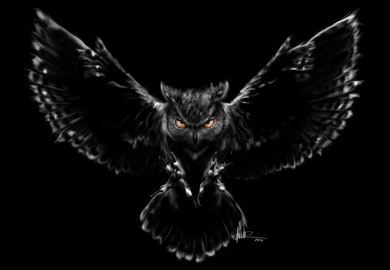 Сова на черном фоне