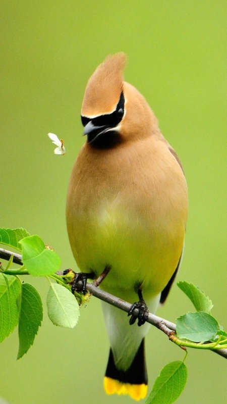 Летние птицы