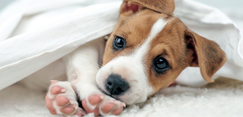 Джек-Рассел-терьер щенок