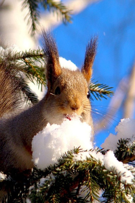Заставка на рабочий стол зима