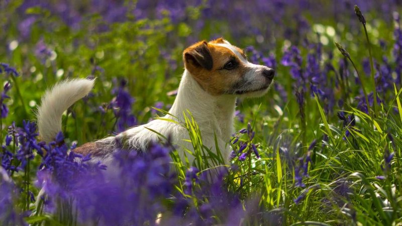 Лиловый Джек Рассел