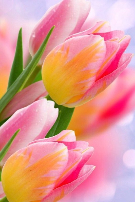 Весна тюльпаны