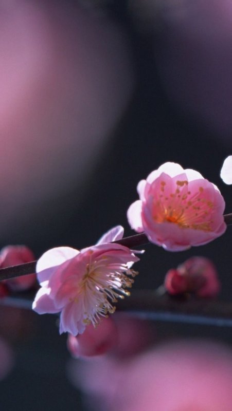 Цветок. Нежность