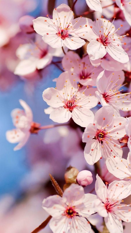 Вишня черри блоссом