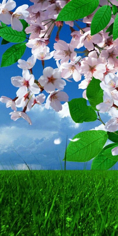 Весенний фон