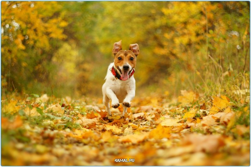 Джек Рассел терьер бег