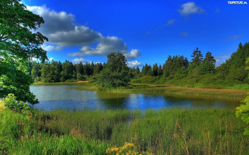 Природа лето река лес озеро