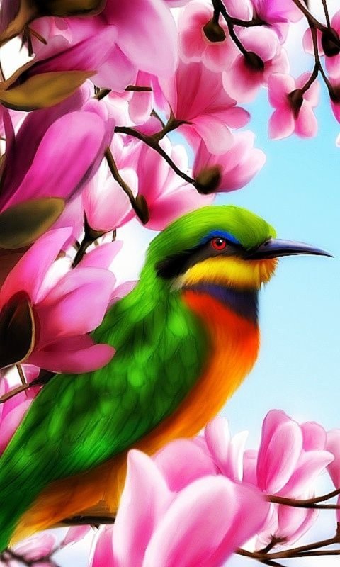 Красивые птицы