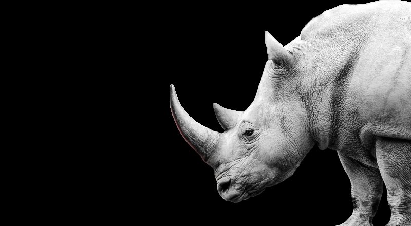 Носорог обои