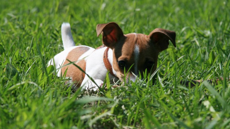 Джек Рассел фото собаки