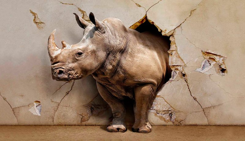 Фотообои носорог