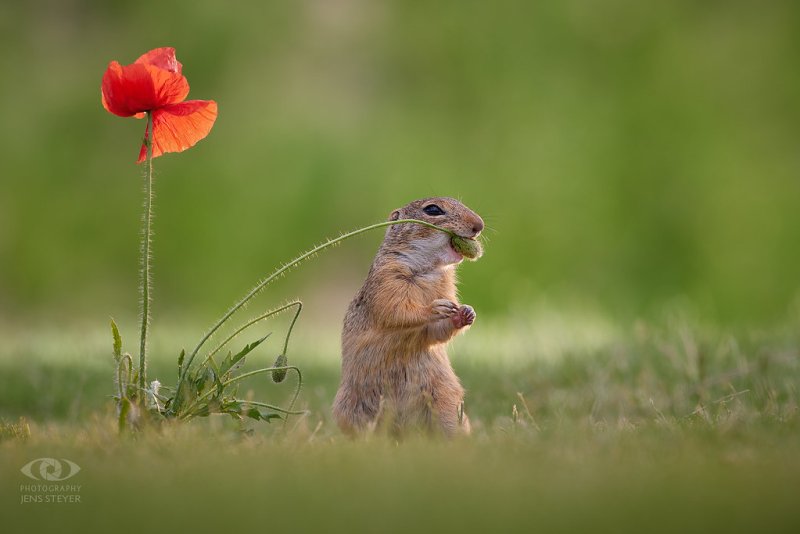 Суслик Весна