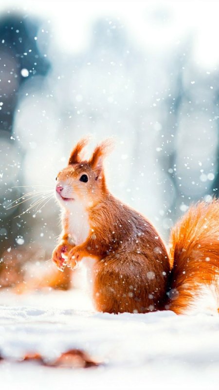 Животные зимой