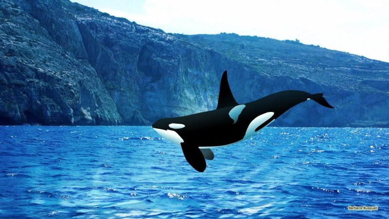 Авачинская бухта косатки