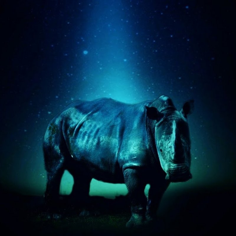 Голубой носорог