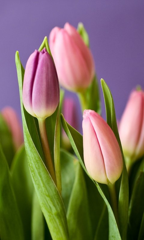 Весенние цветы тюльпаны