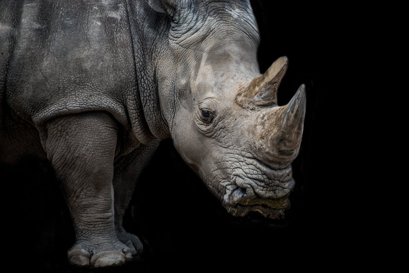 Злой носорог