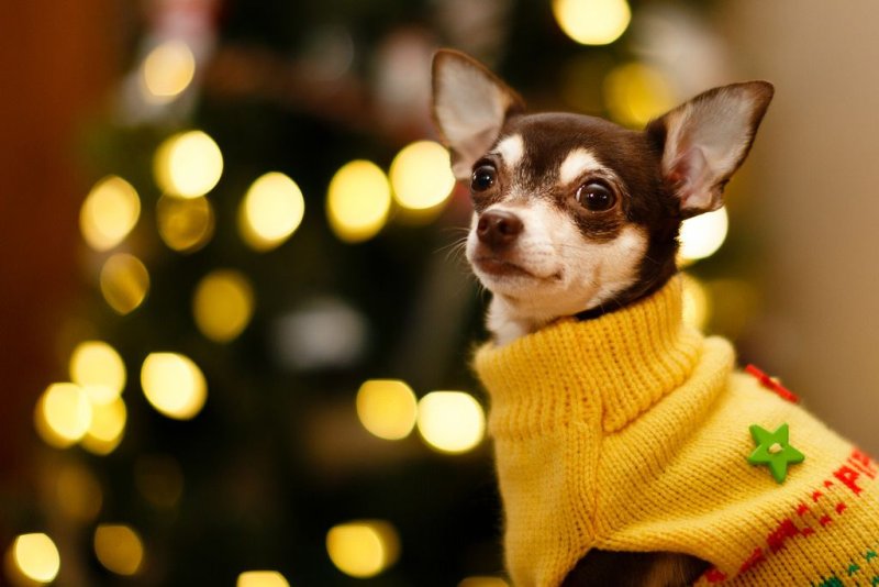 Чихуахуа терьер