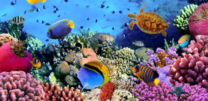 Коралловые рифы красного моря