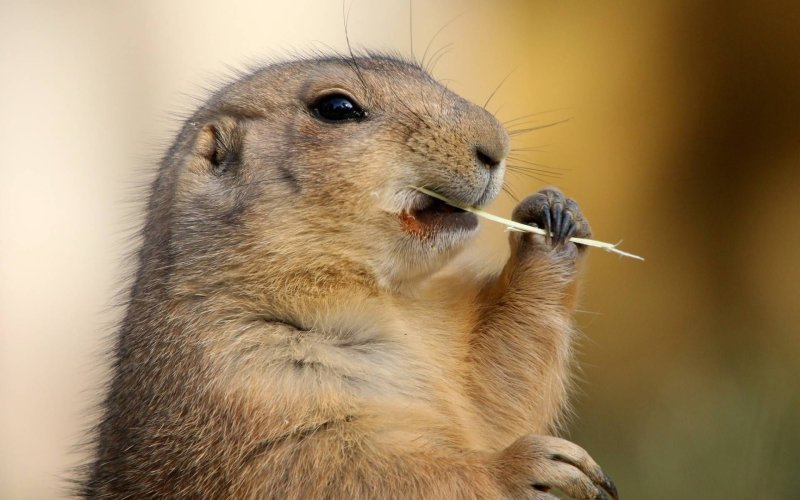 Мармот Байбак