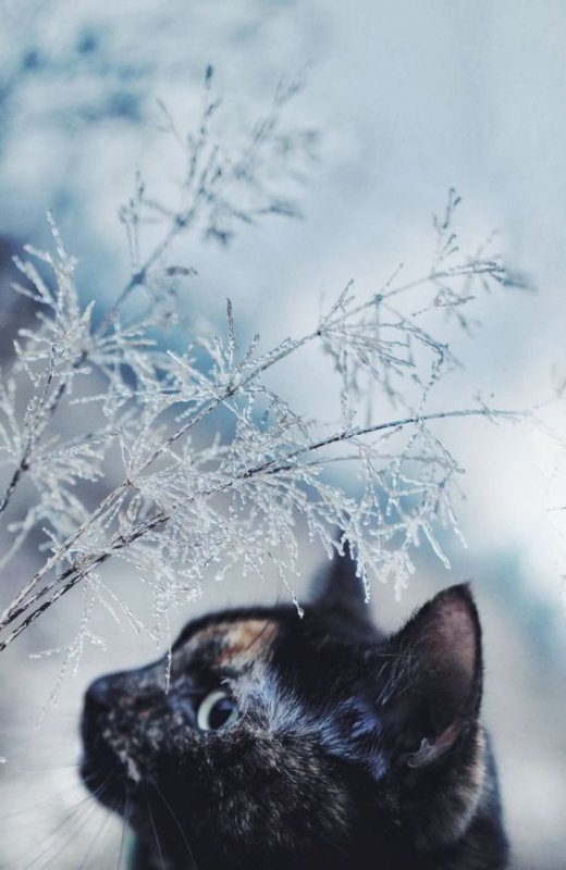 Красивые коты зимой