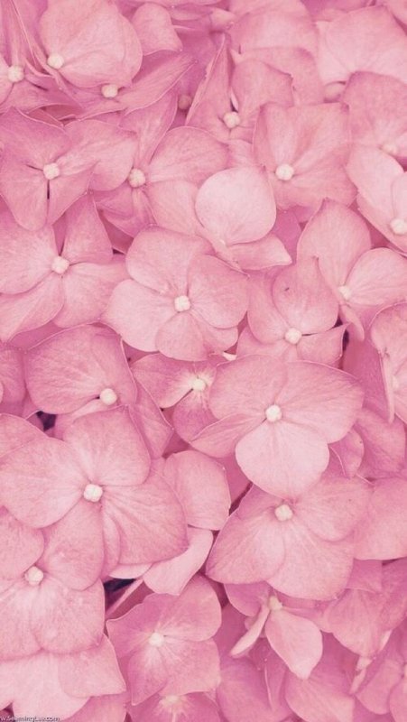 Красивый розовый цвет