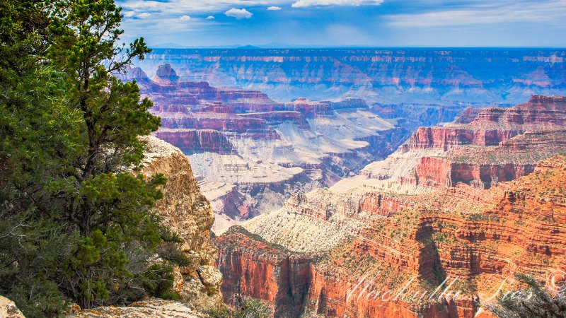 Национальный парк Гранд-каньон Флора
