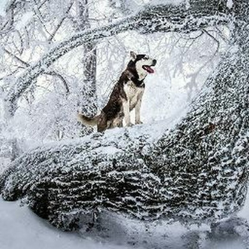 Животные в зимнем лесу