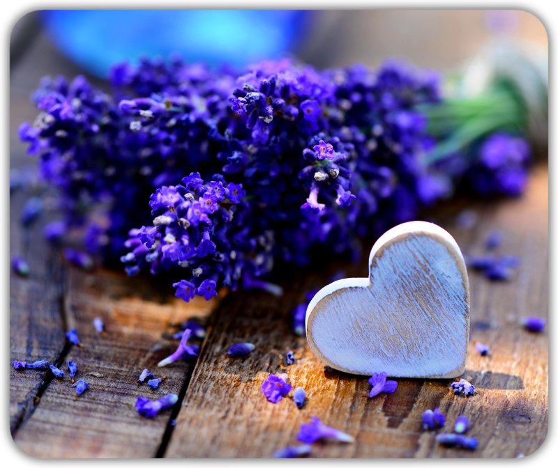 Картинки на рабочий стол Лаванда