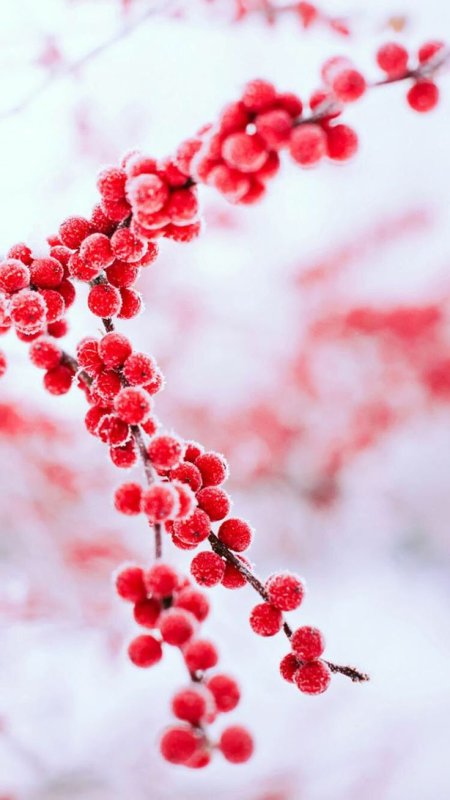 Ветка с красными ягодами