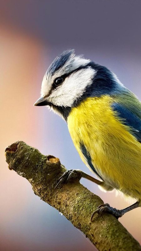 Птица синичка лазареакк