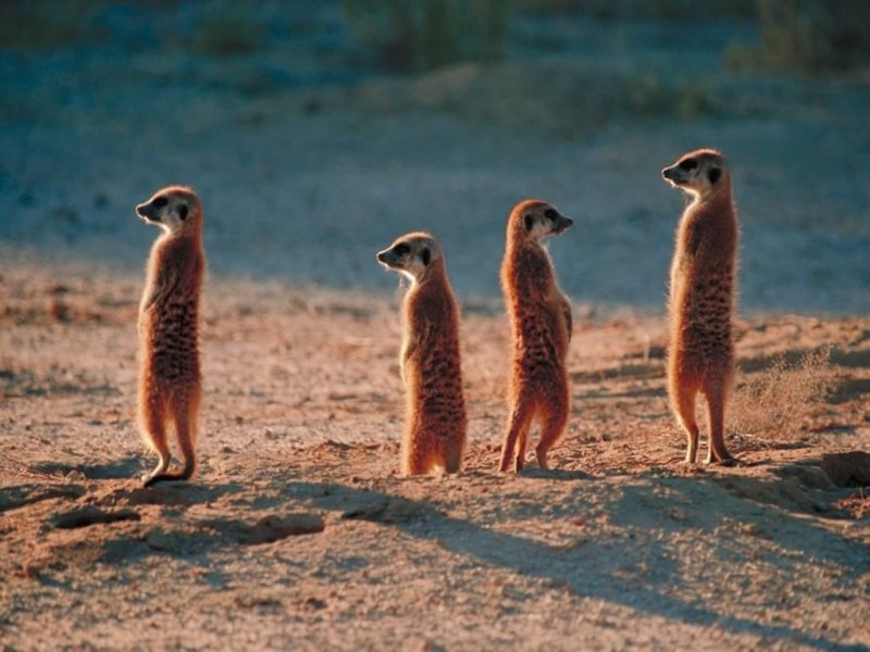 Суслик в пустыне