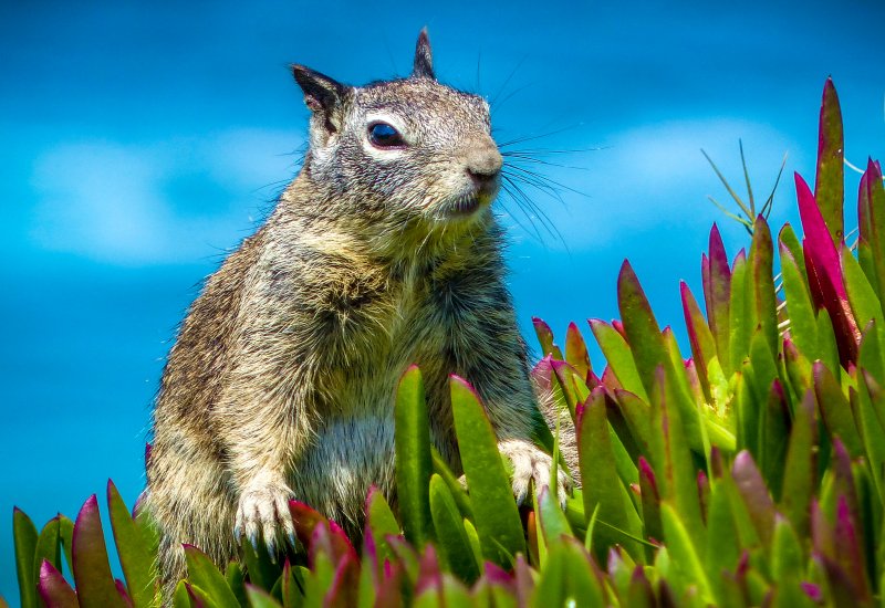 Обои с животными