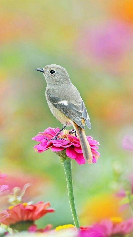 Яркие птицы