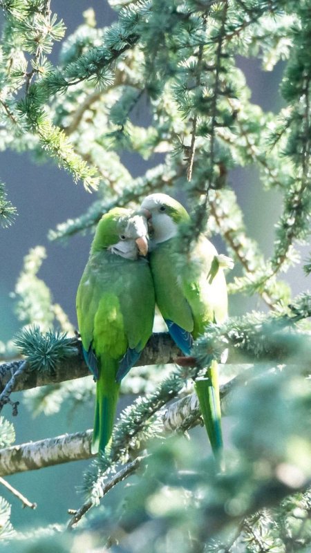 Красивые птицы