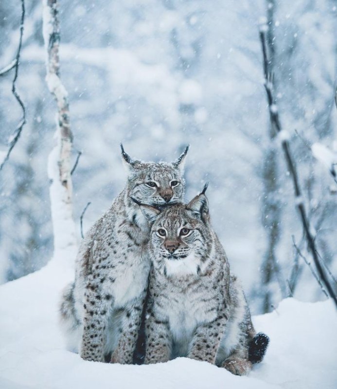 Полярная Рысь