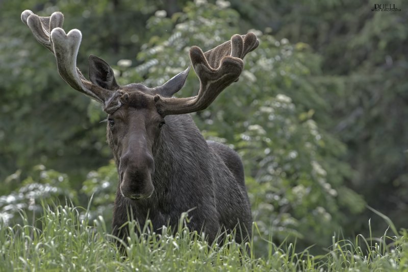 Лось Дальневосточный
