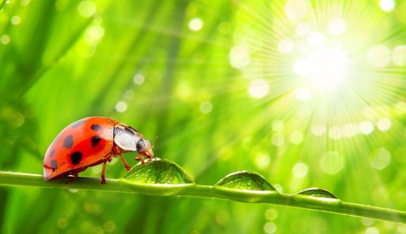 Божья коровка обои